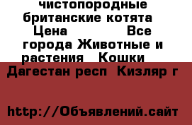 чистопородные британские котята › Цена ­ 10 000 - Все города Животные и растения » Кошки   . Дагестан респ.,Кизляр г.